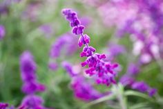 purple flowers are blooming in the field