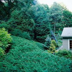 the house is surrounded by lush green trees and bushes, along with tall shrubs on either side