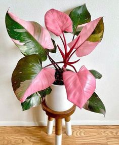 a potted plant with pink and green leaves