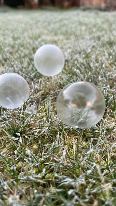 three bubbles sitting in the grass with text overlay that reads, frozen bubble's