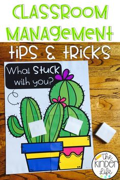 classroom management tips and tricks for cactus plants