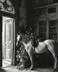 black and white photograph of a horse standing in front of a bookcase with flowers