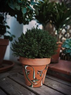 a potted plant sitting on top of a wooden table next to other pots filled with plants