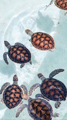 three turtles swimming in the water together