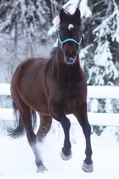 a brown horse running in the snow