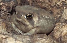 a close up of a frog on a rock