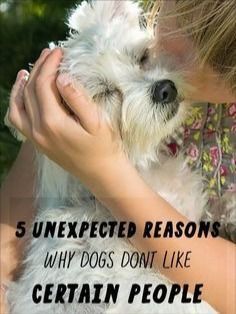 a woman holding a small white dog with the caption 5 unexpected reasons why dogs don't like certain people