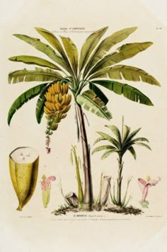 a banana tree is shown in this antique print