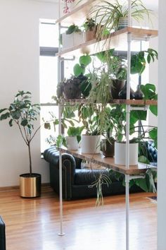 a living room filled with lots of potted plants next to a black leather couch