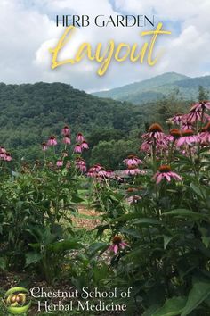 there garden layout with purple flowers in the foreground and mountains in the background text reads here garden layout chesnit school of herb medicine