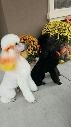 two black and white poodles standing next to each other in front of flowers