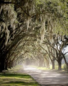 a road lined with trees covered in spanish moss