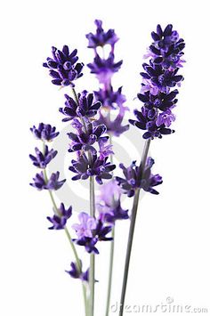 purple flowers are in a vase on a white background