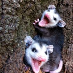 two ferrets with their mouths open standing next to each other