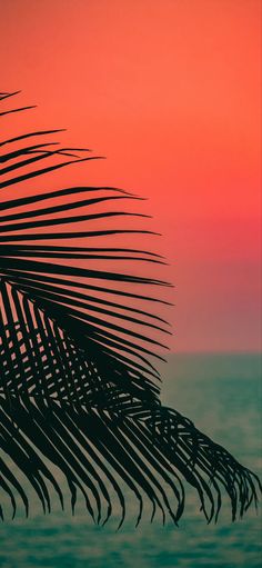 the silhouette of a palm tree against an orange and pink sky