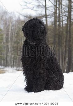 a black dog sitting in the snow with trees in the backgrouds behind it