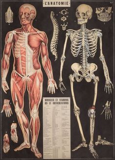 an image of the human skeleton and its skeletal systems, including the upper half of the body