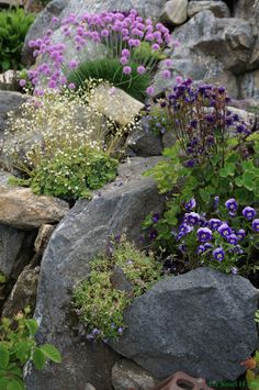 purple and white flowers are growing on the rocks