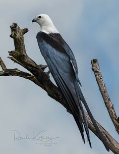 a black and white bird sitting on top of a tree branch next to a blue sky