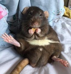 a brown rat sitting on top of a bed next to a stuffed animal toy in it's paws