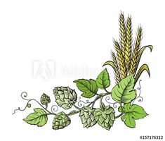 hops, leaves and wheat on a white background with copy - space for text