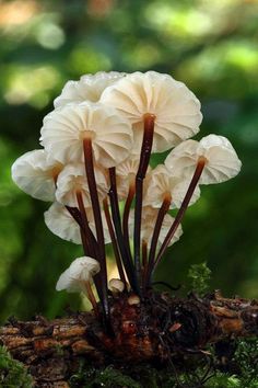 some white flowers are growing out of the mossy ground in front of green trees