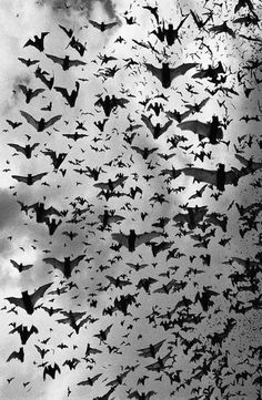 a large flock of bats flying in the sky