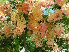 pink and white flowers are blooming on the tree