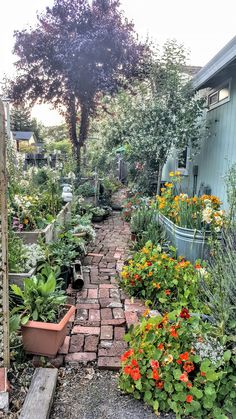 a garden filled with lots of different types of flowers