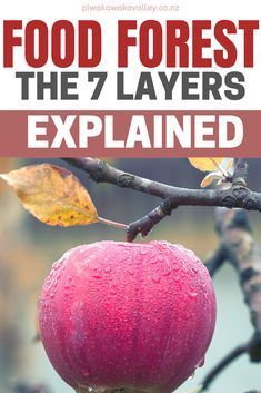 food forest the 7 layers explaining how to grow and eat an apple in your garden