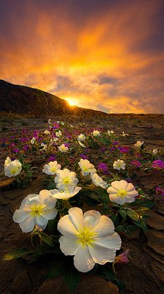 white and pink flowers in the desert at sunset