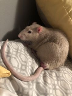 a large rat sitting on top of a bed next to a yellow pillow and banana