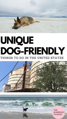 a dog is standing on the beach next to an image of a building and water