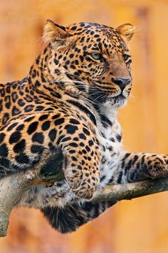 a large leopard laying on top of a tree branch