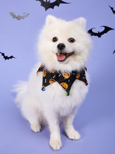 a small white dog wearing a halloween shirt