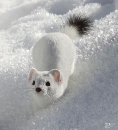 a small white animal standing in the snow with its head turned to look like it is looking at the camera