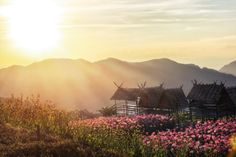 the sun shines brightly over small huts in a field with wildflowers and mountains in the background