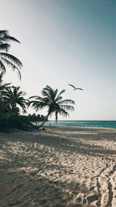 two birds flying over a sandy beach next to the ocean with palm trees in the foreground