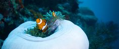 an orange and white clownfish hiding in a large bag on the bottom of a coral