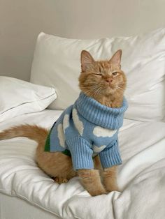 an orange cat wearing a sweater sitting on a couch