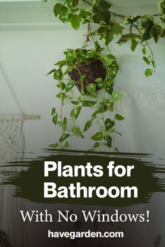 plants for bathroom with no windows have garden com on the bottom right hand corner and above it is a hanging planter