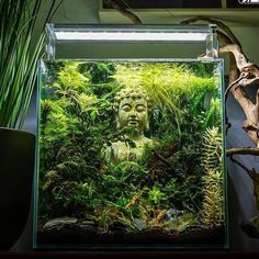 an aquarium filled with plants and buddha statue