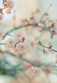 pink flowers are blooming on the branch of a tree in front of a blurry background