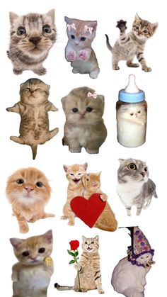 a bunch of kittens that are all different colors and sizes, including one with a heart on its chest