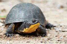 a small turtle is sitting on the ground