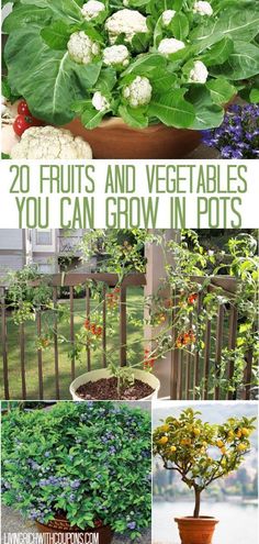 some plants that are growing in pots and on the ground with text overlay saying 20 fruits and vegetables you can grow in pots