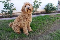 a shaggy brown dog sitting in the grass