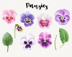 an image of pansies painted in watercolor on white paper with the words pansies above them