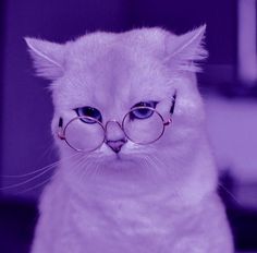 a white cat wearing glasses and looking at the camera