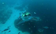 a large shark swimming in the ocean surrounded by fish